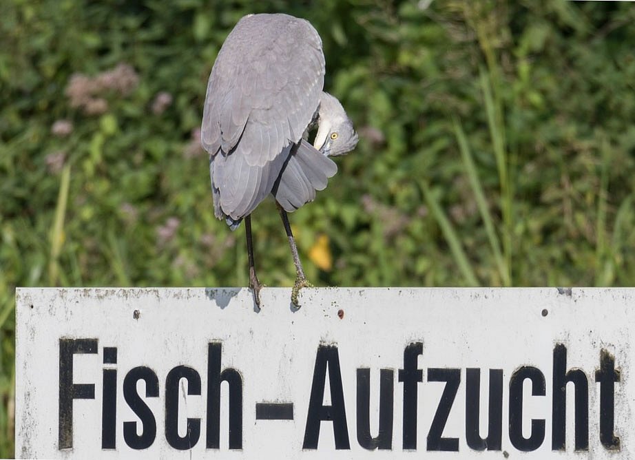Waechter der Fischaufzucht