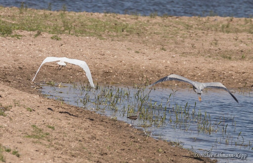 Silberreiher juvenil