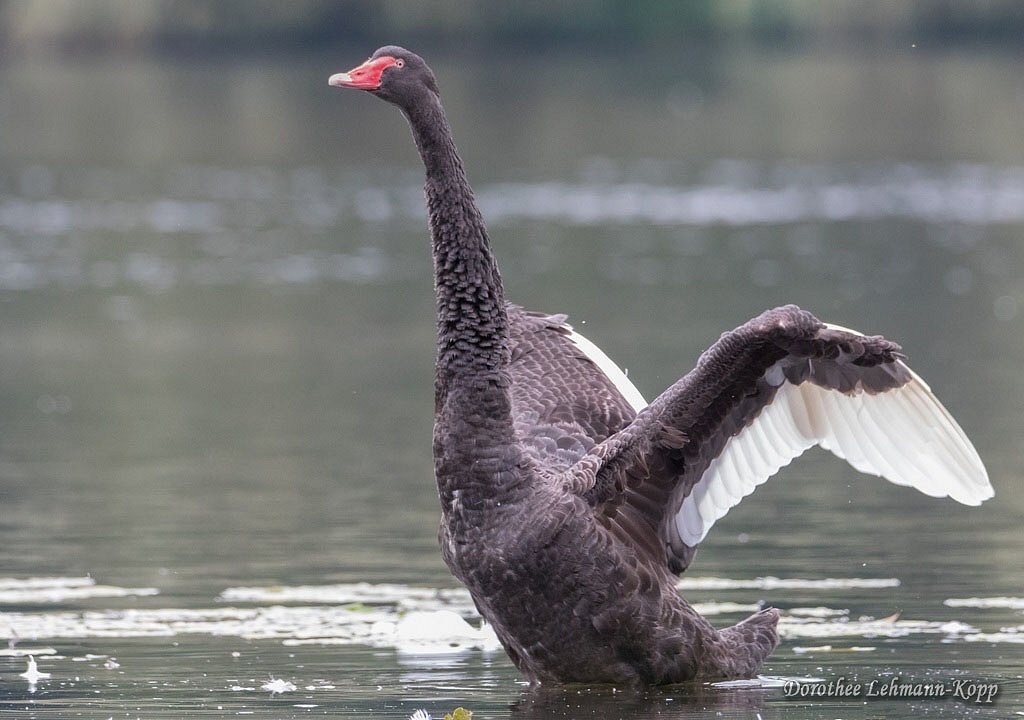 Trauerschwan
