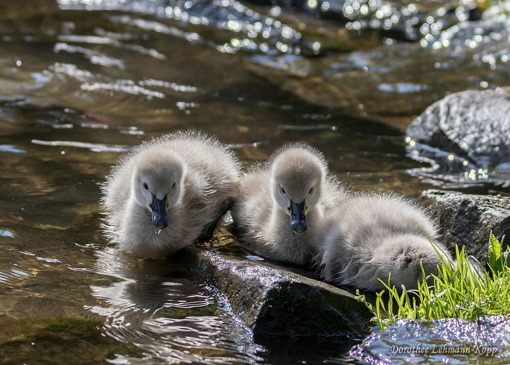 Trauerschwanfamilie
