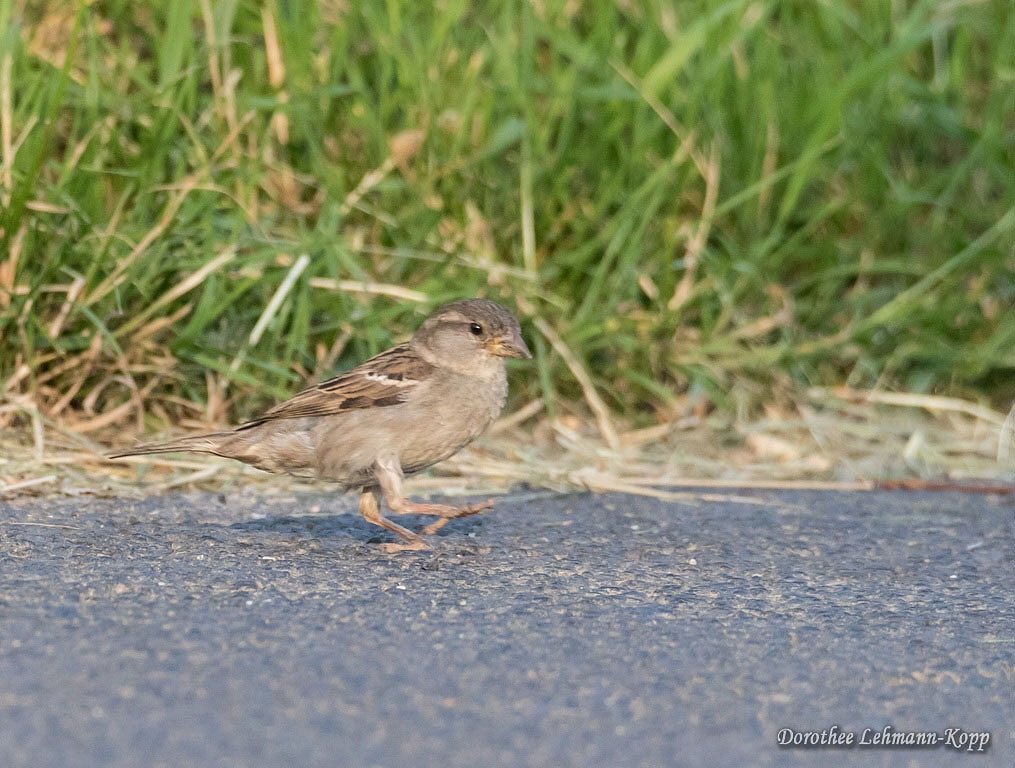 Haussperling weiblich