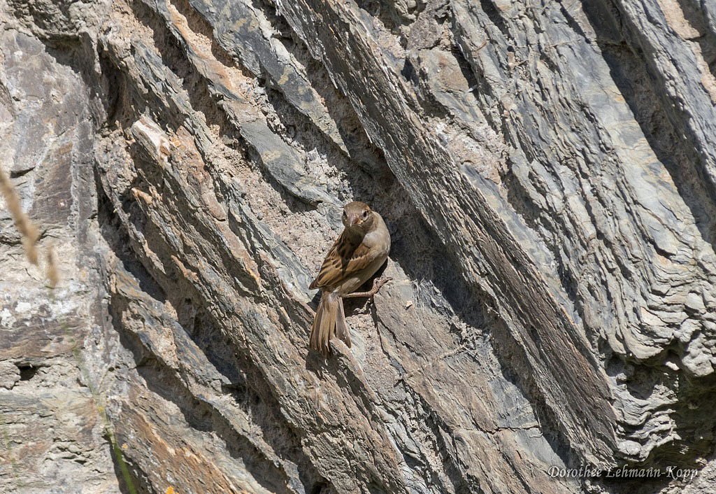 Haussperling juvenil