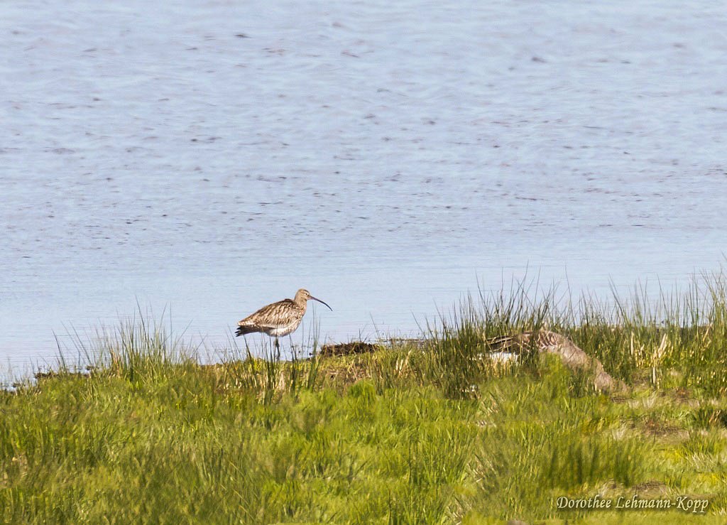 Grosser Brachvogel, Belegbild