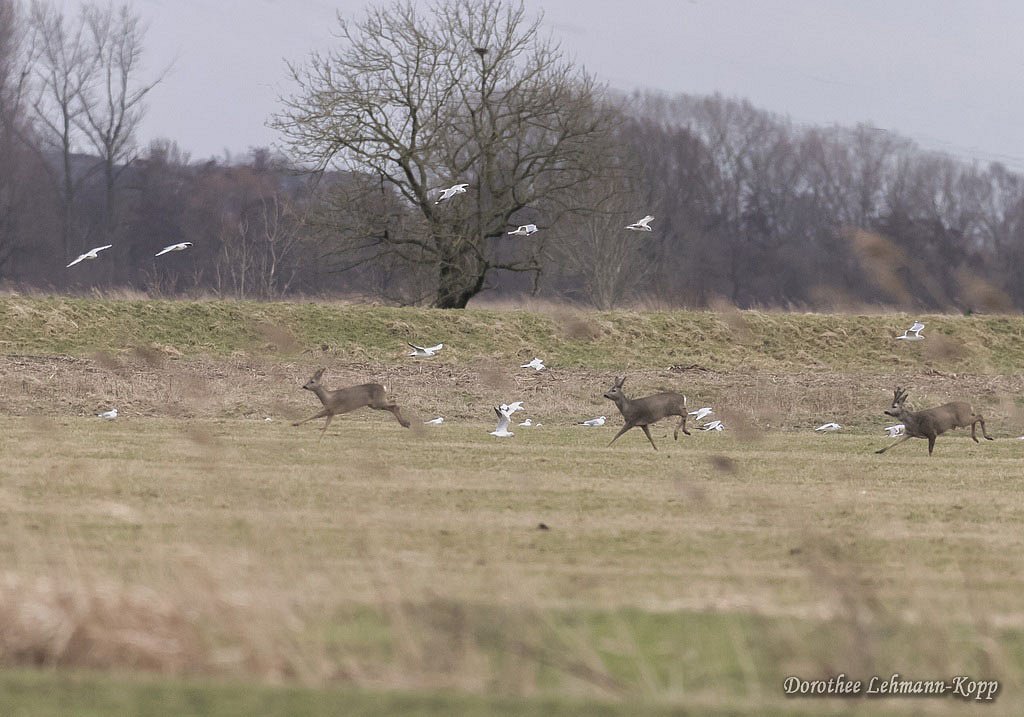 170222-faehrplate-055.jpg