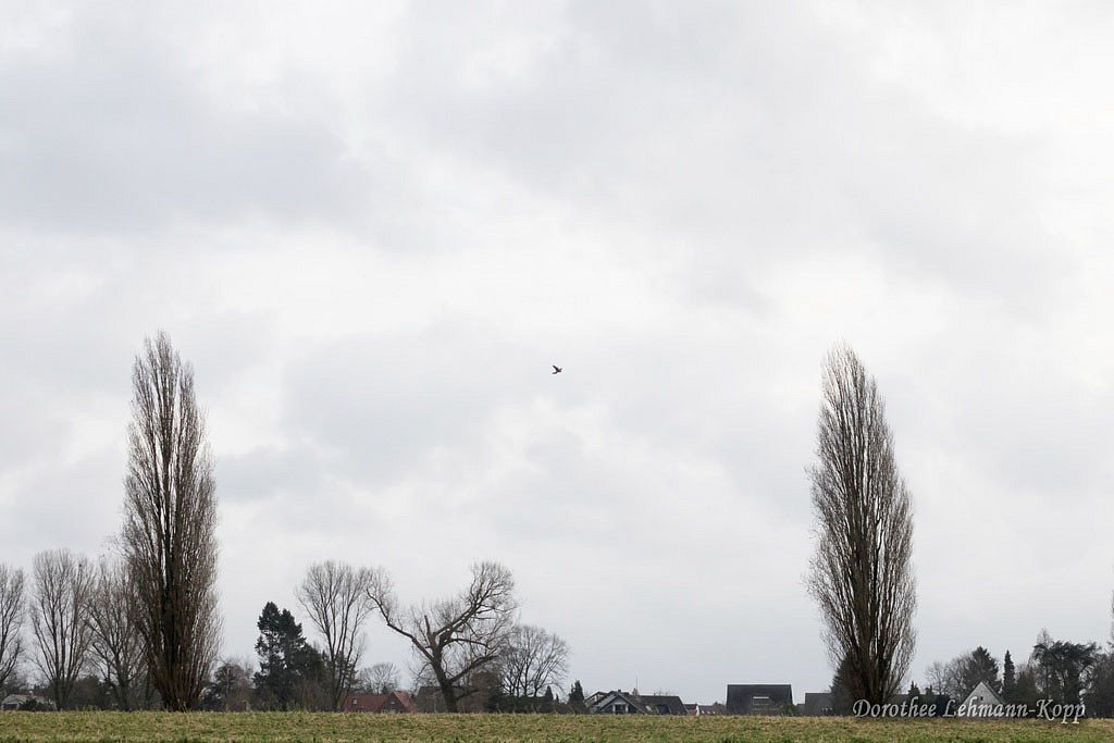 Rheinauen