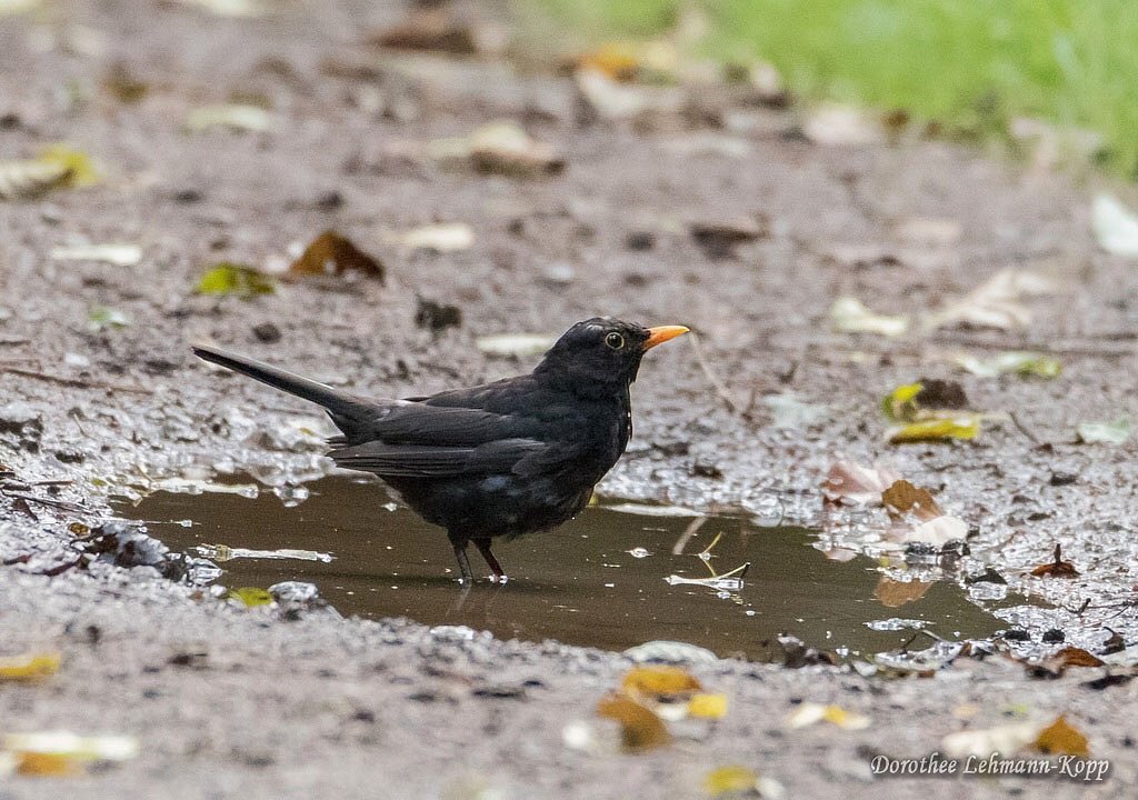 Amsel maennlich