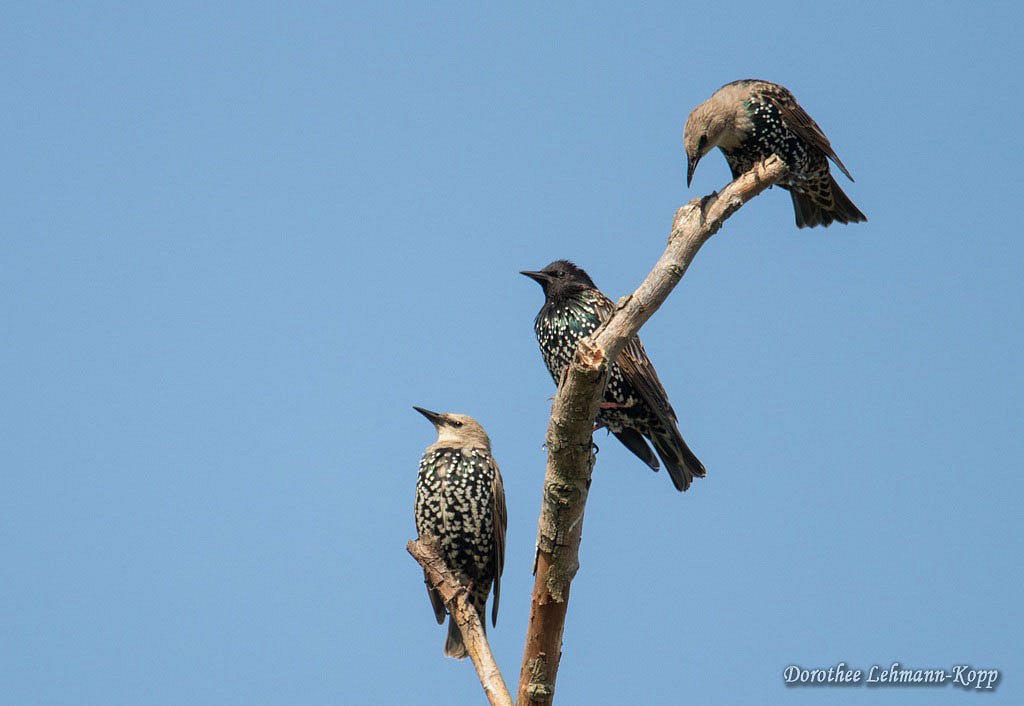 junge Stare und Altvogel 
