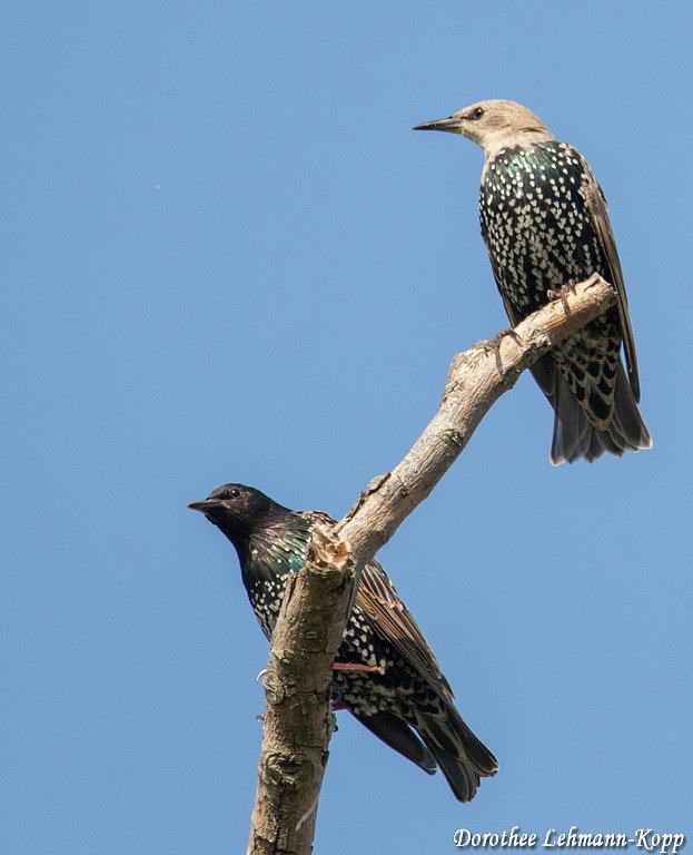junge Stare und Altvogel 