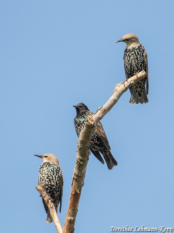 junge Stare und Altvogel 