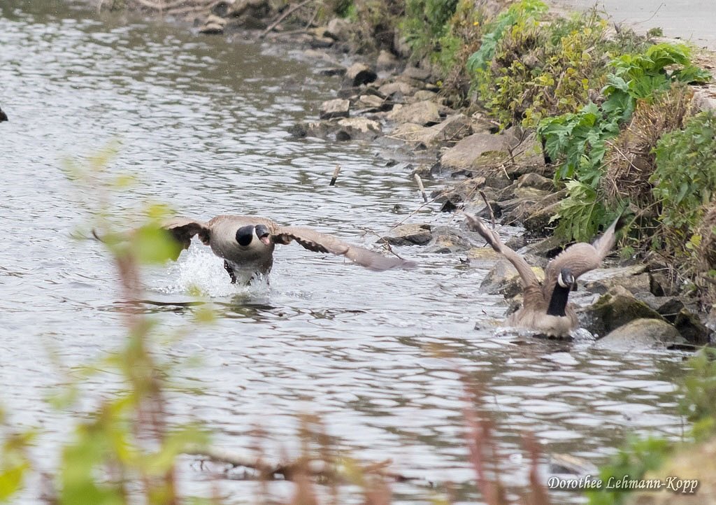 Kanadagaense, Belegbilder Streit 