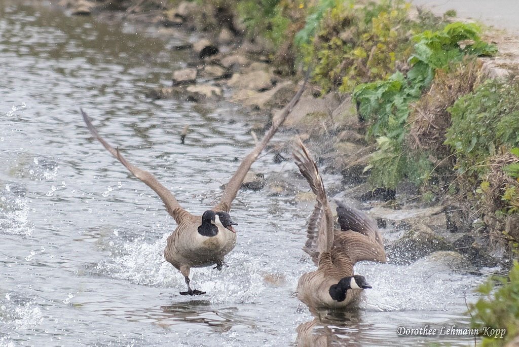 Kanadagaense, Belegbilder Streit 