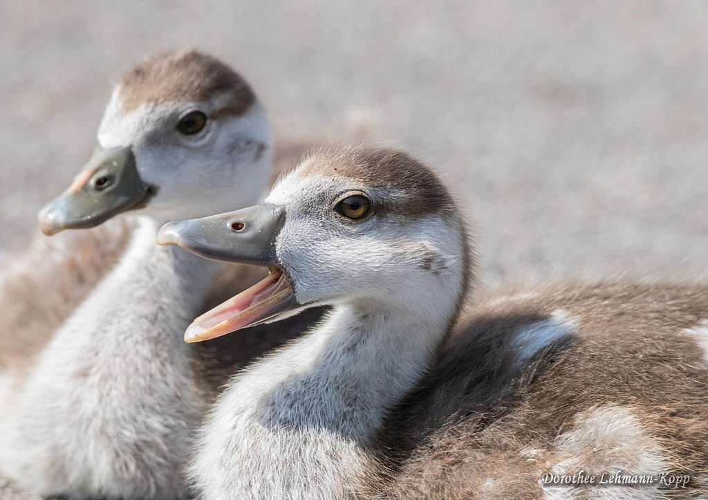 Nilgänse