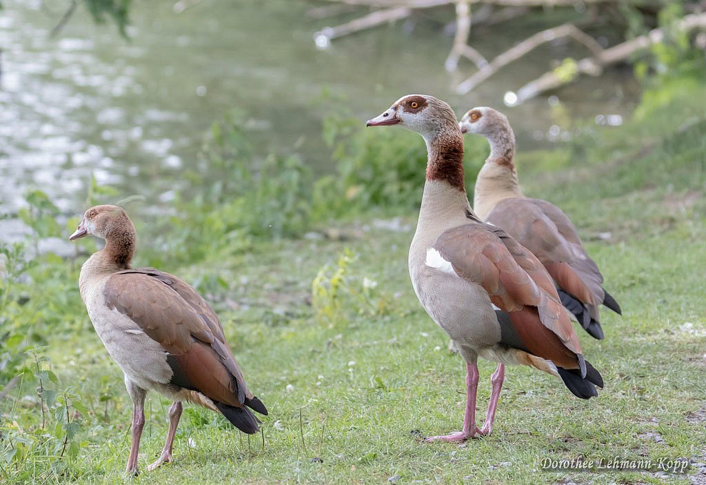 Nilgans