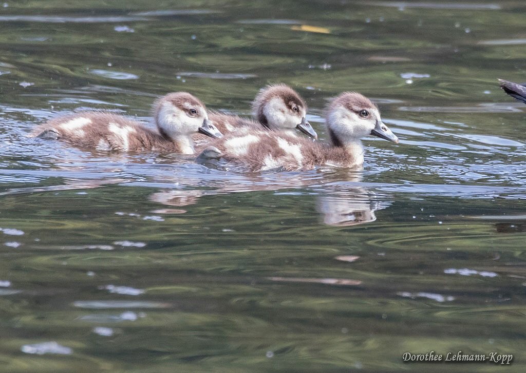 Nilgans Goessel
