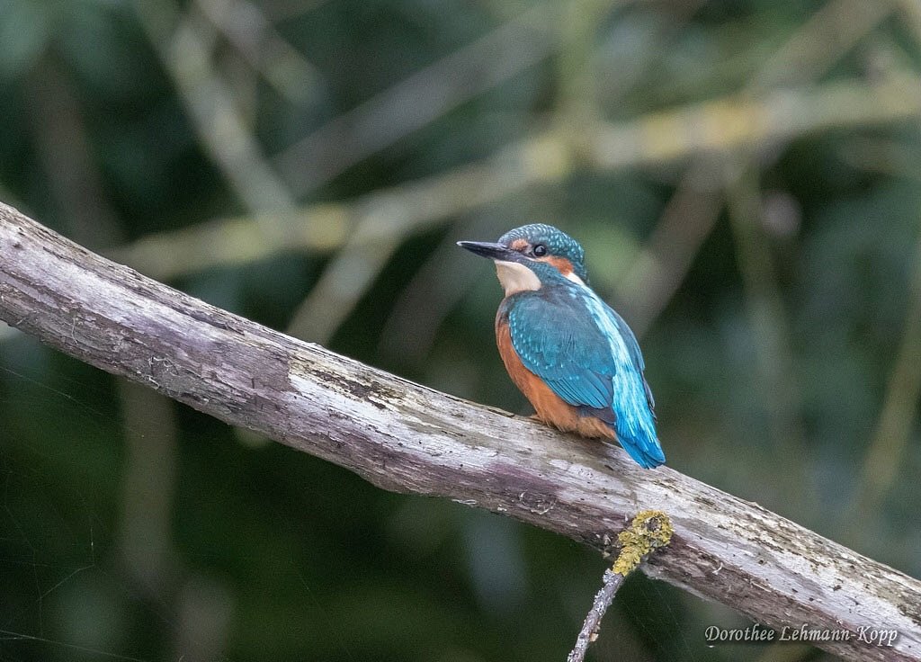 Eisvogel juvenil