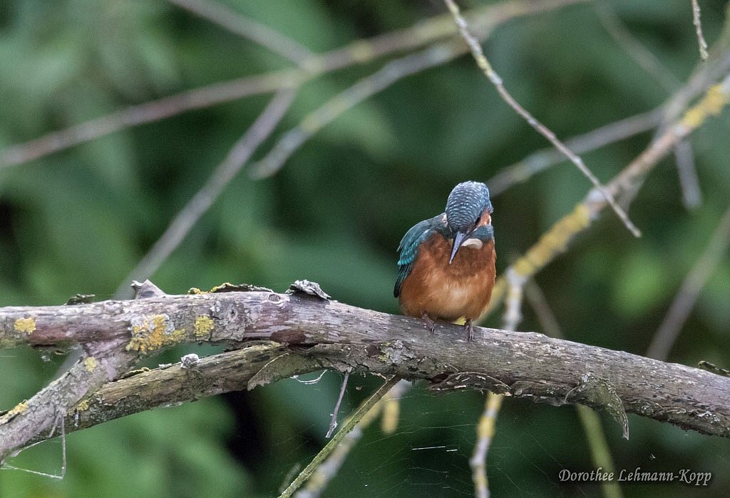 Eisvogel juvenil