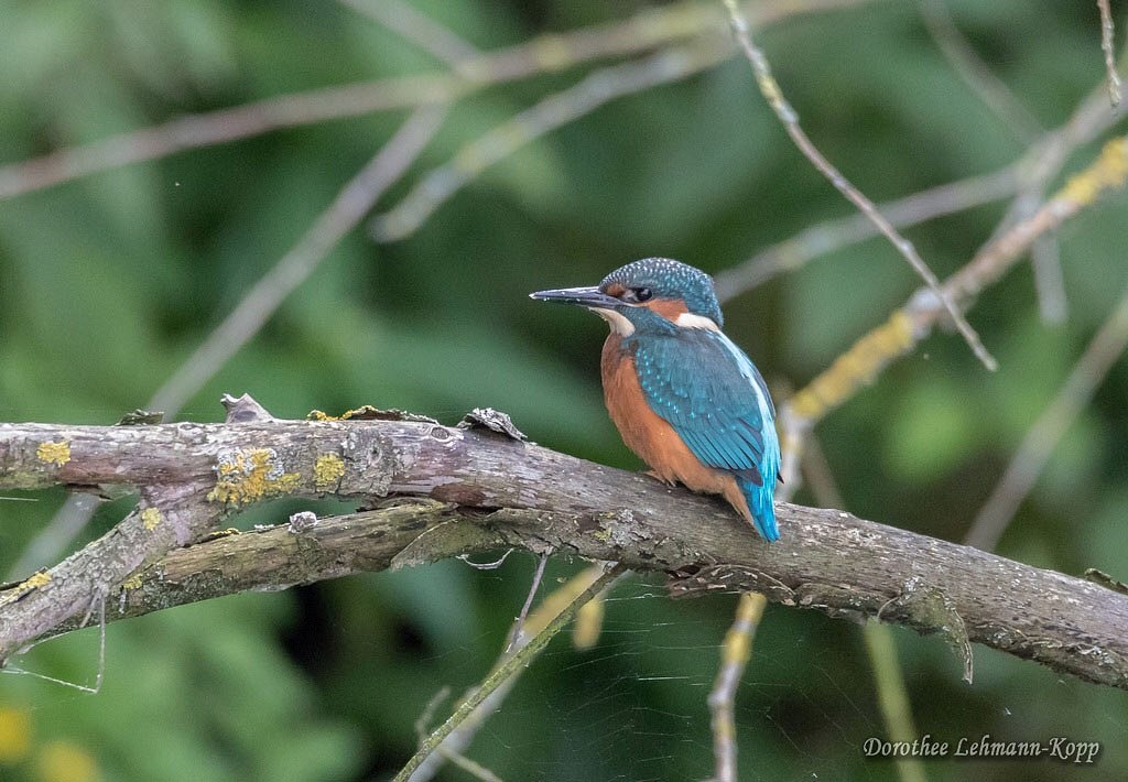 Eisvogel juvenil
