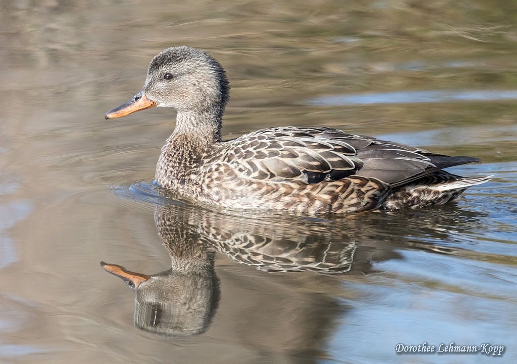 Enten