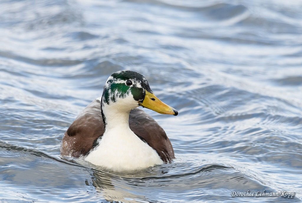 Stockente