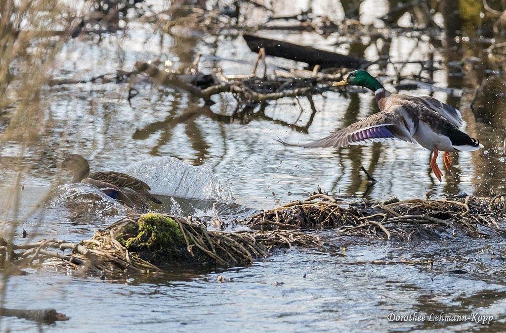 Stockente