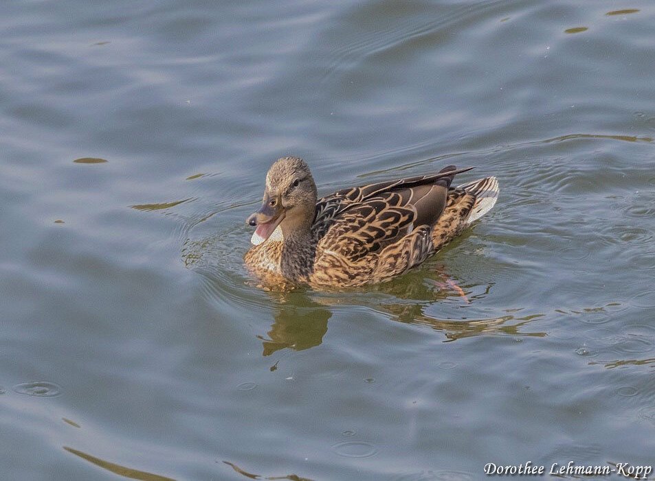 Stockente