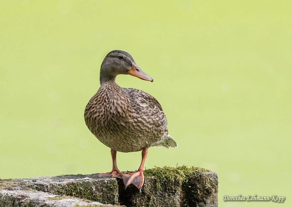 Stockenten, Escapes und Hybride