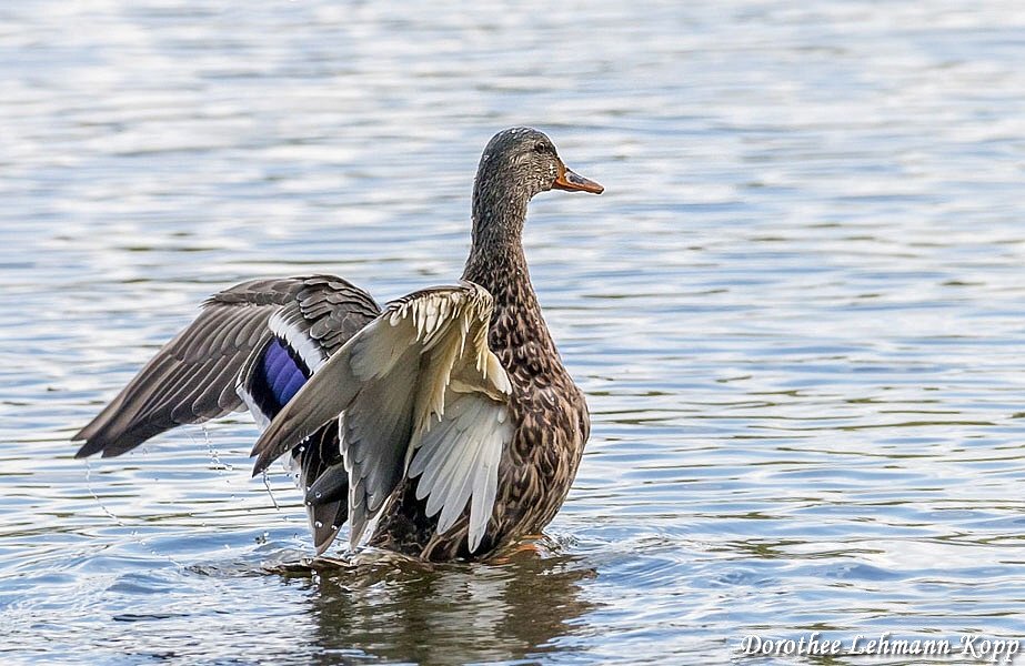 Stockente weiblich