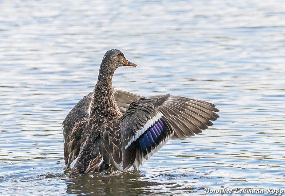 Stockente weiblich