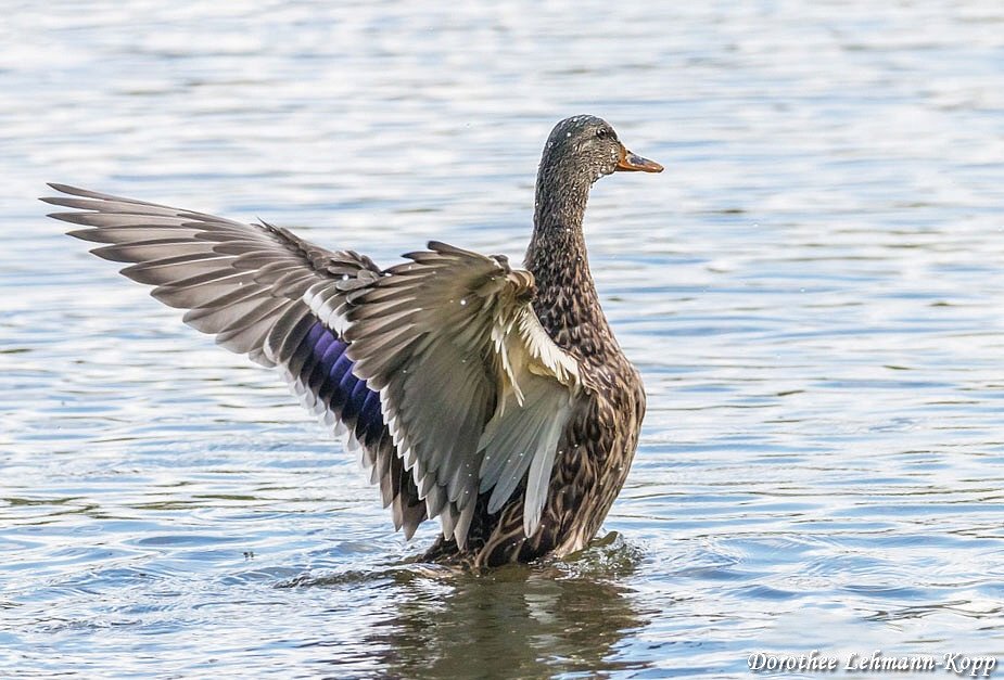 Stockente weiblich