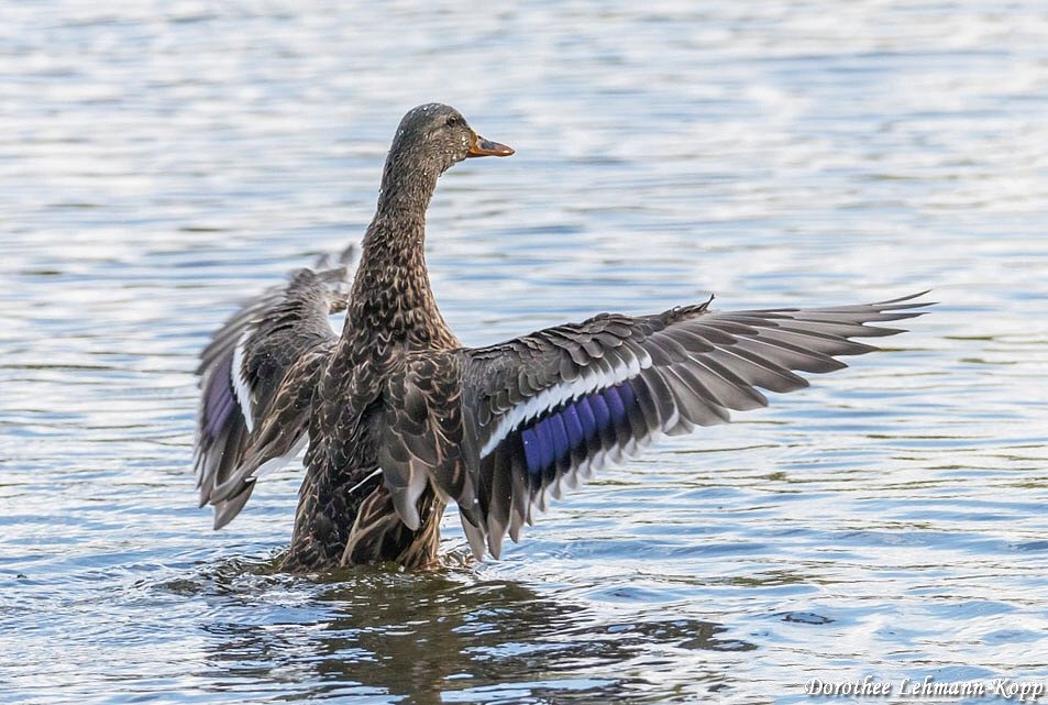 Stockente weiblich