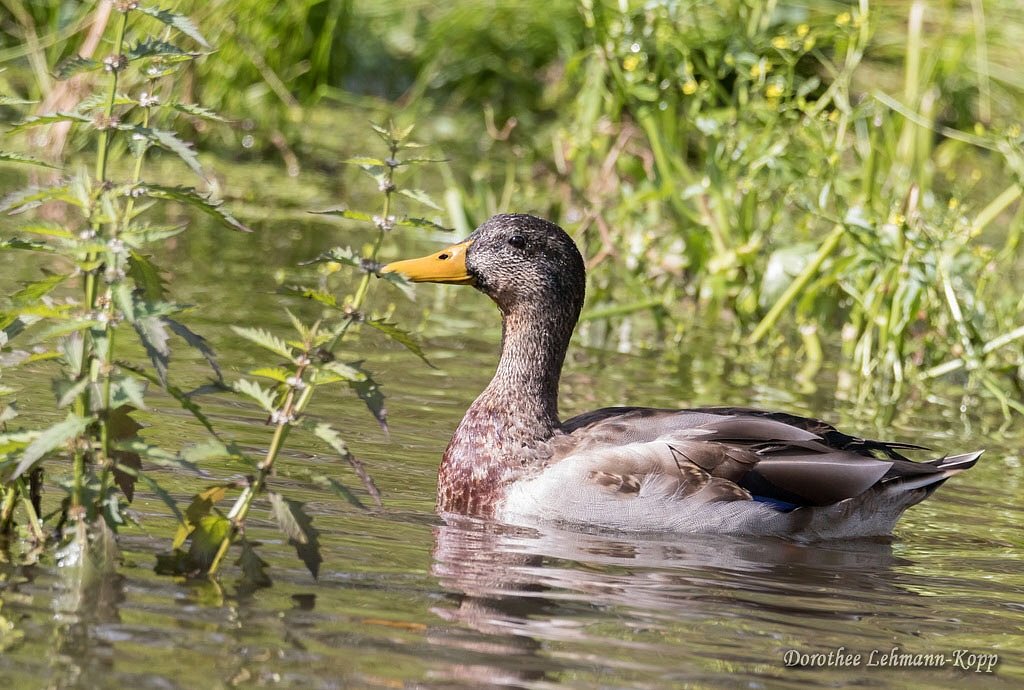 Stockente Erpel
