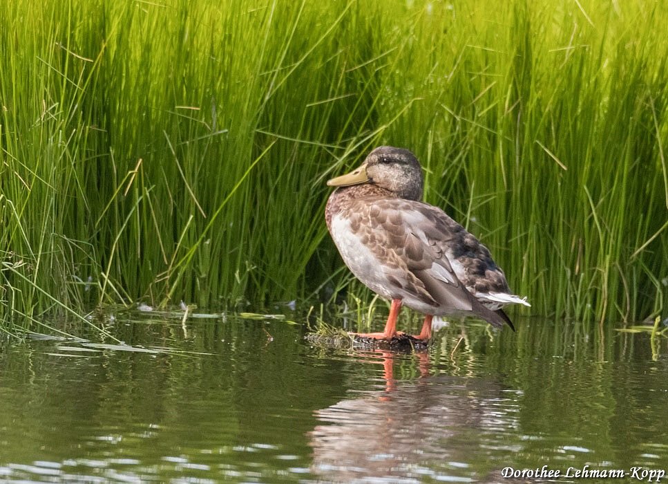Stockente