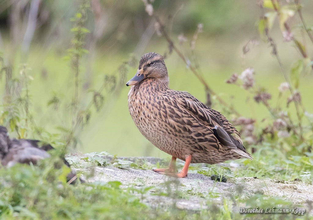 Stockente