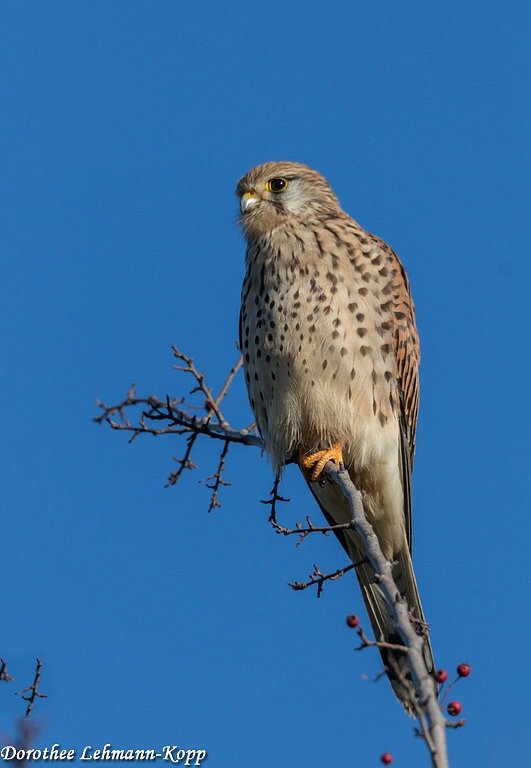 Turmfalke, weiblich