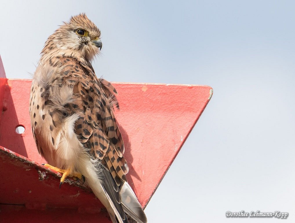 Turmfalke, weiblich