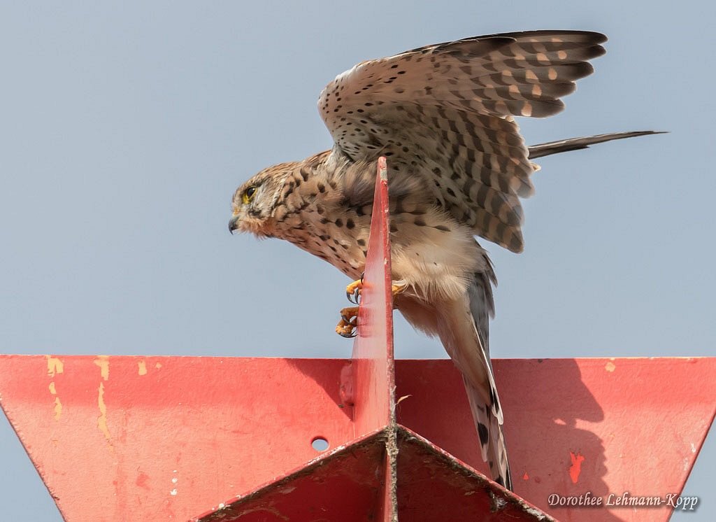 Turmfalke, weiblich