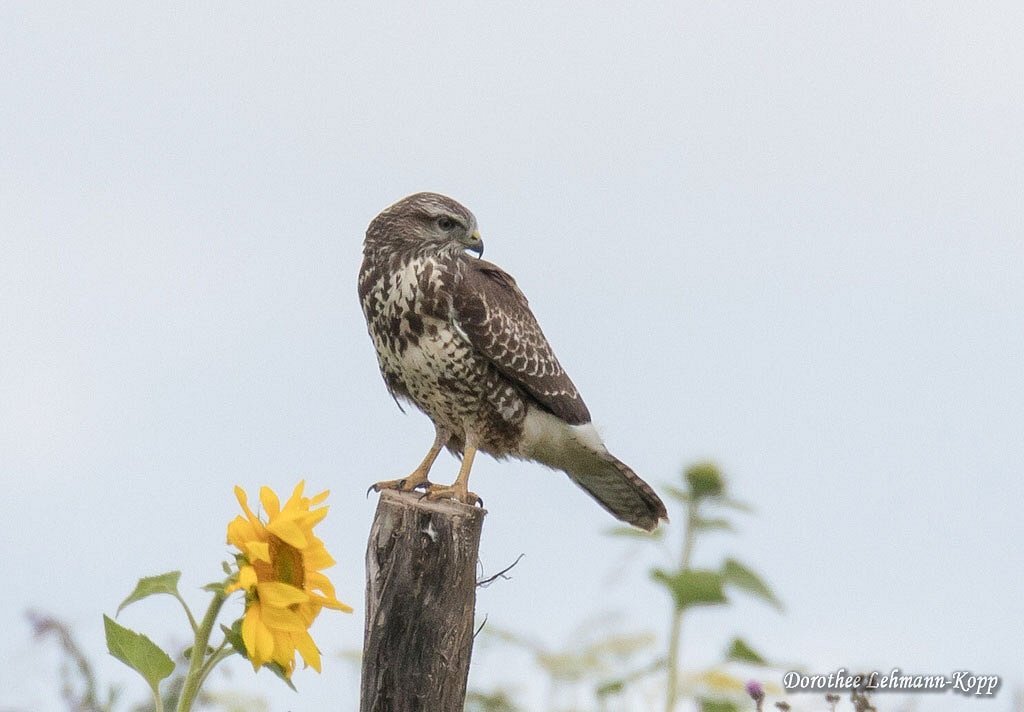 Bussard juvenil