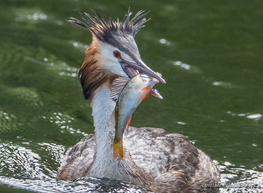 Haubentaucher adult