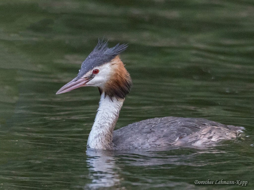 Haubentaucher