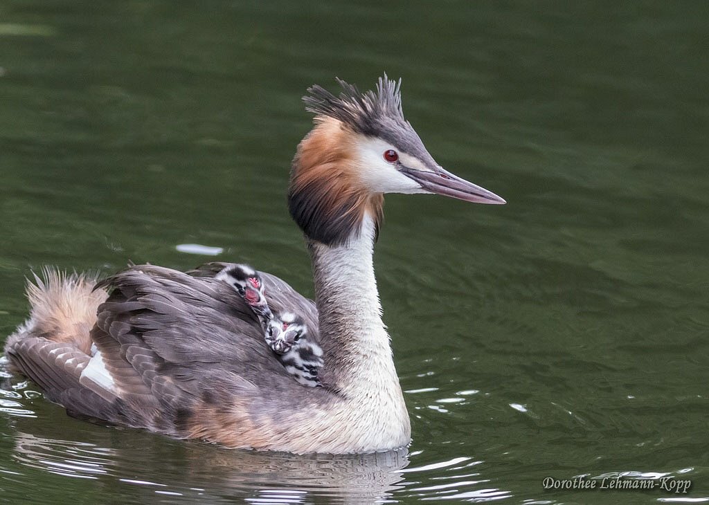 Taucher