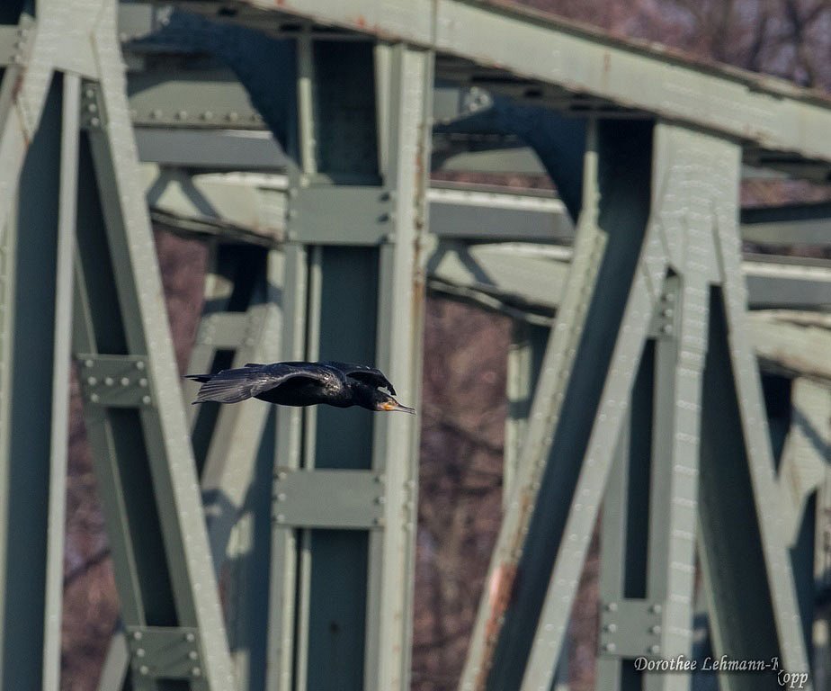 Kormoran