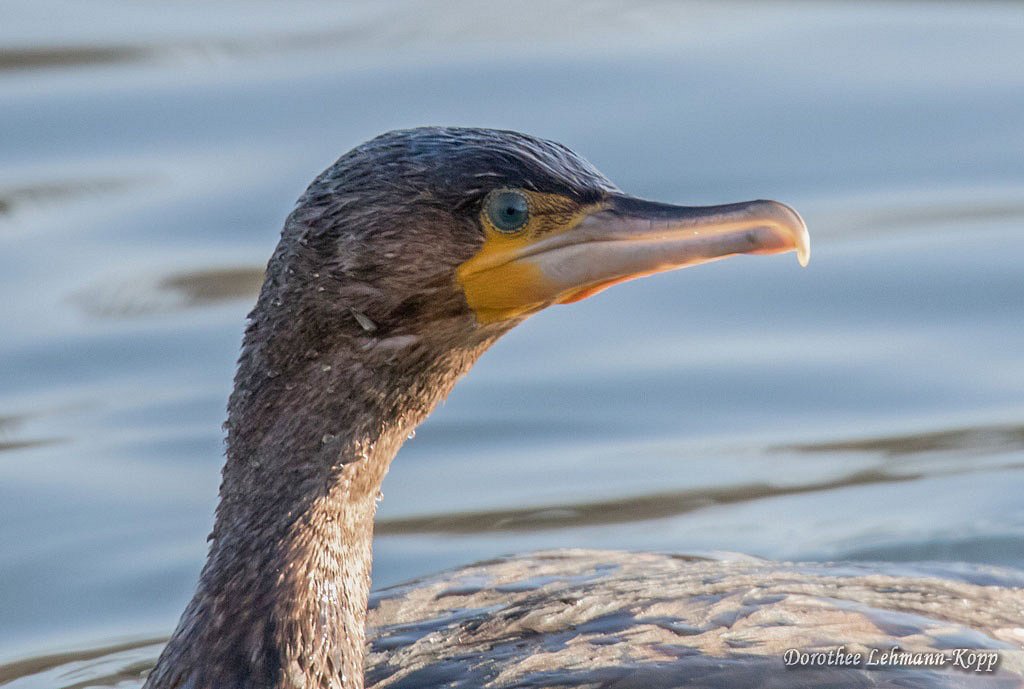 Kormoran
