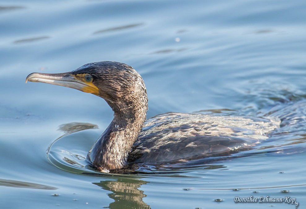 Kormoran