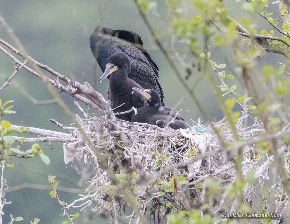 Kormoran mit Nestlingen, Belegbild