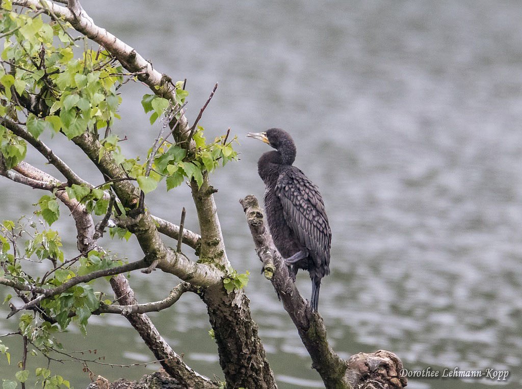 Junger Kormoran auf einem der ersten Ausfluege