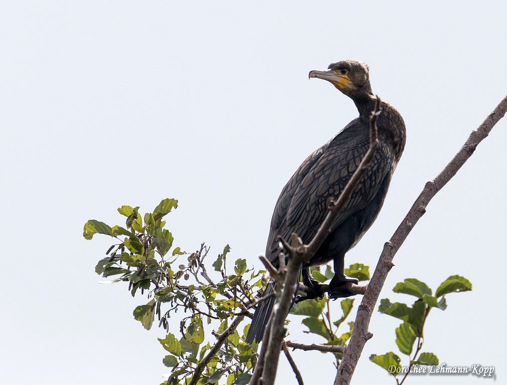 Kormoran