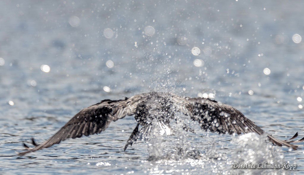 Kormoran