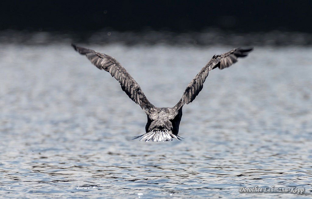 Kormoran