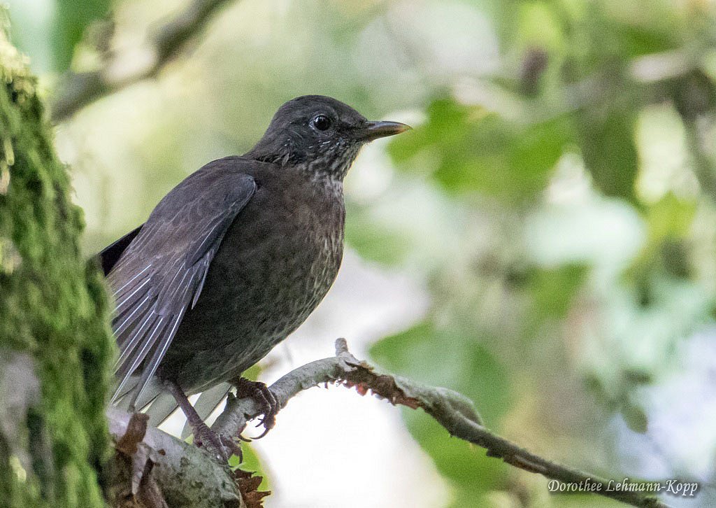 Amsel, weiblich