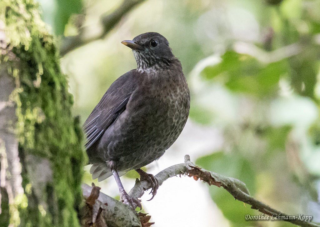 Amsel, weiblich